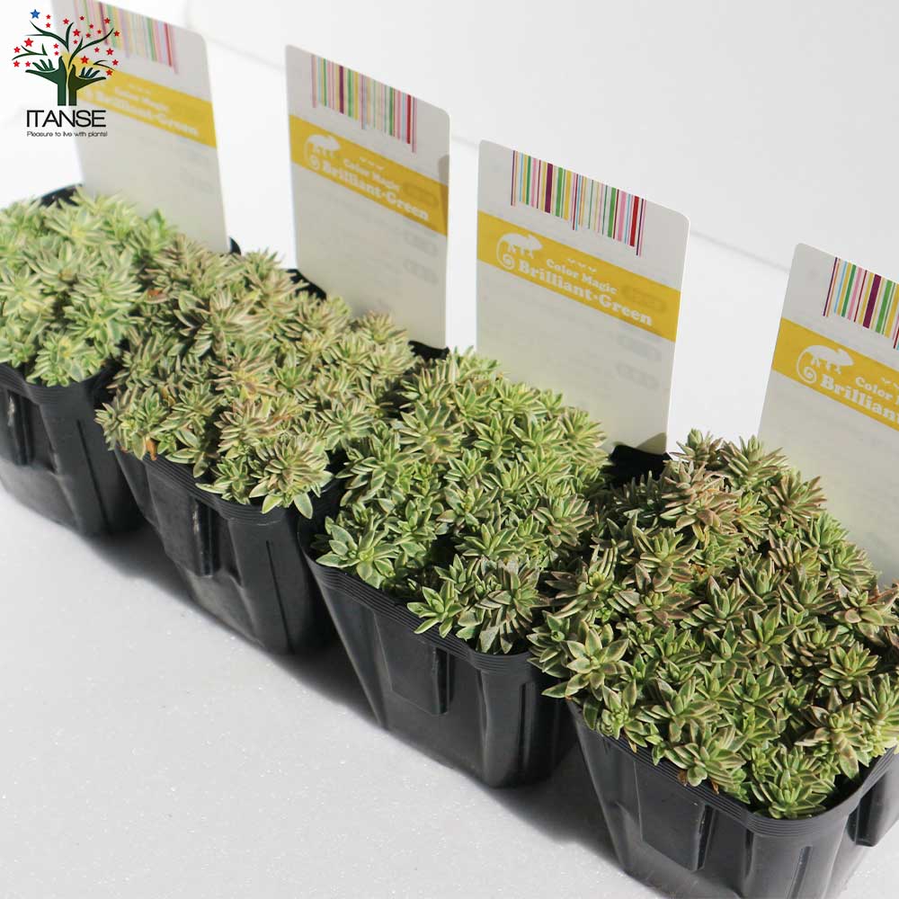 セダム・フクリンマンネングサ (覆輪万年草 立ち性) 2個～【花苗 3号