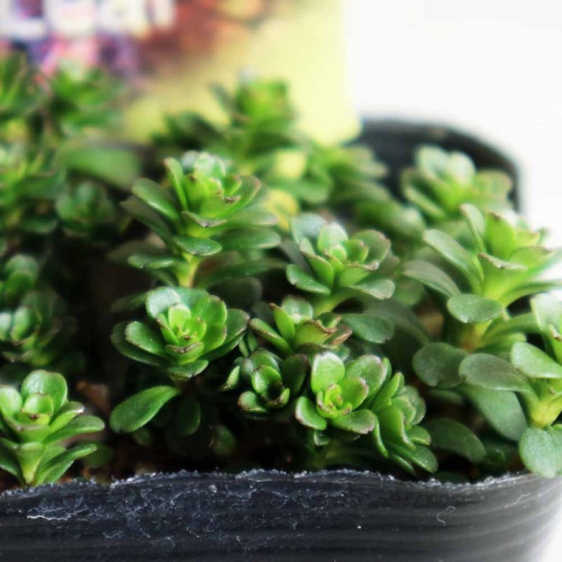 セダム ミモザ【多肉植物 2.5～3号ポット】｜ 【植物のITANSE