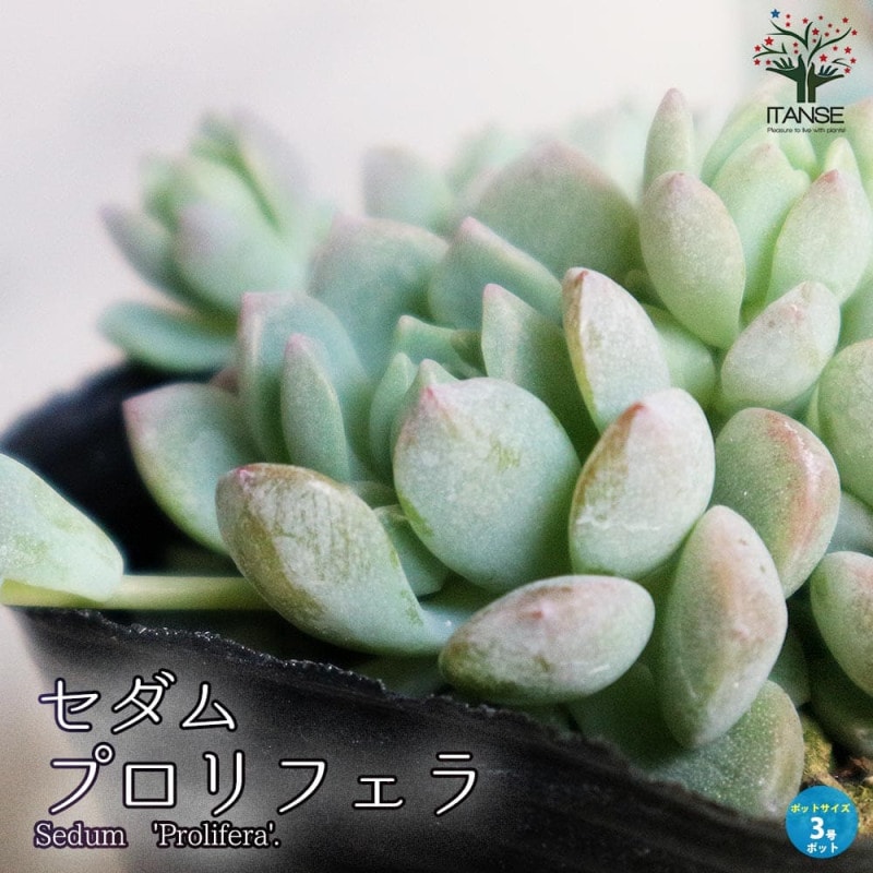 ダシリリオン クアドラングラツム 【多肉植物 7号／1個売り】｜ 【植物