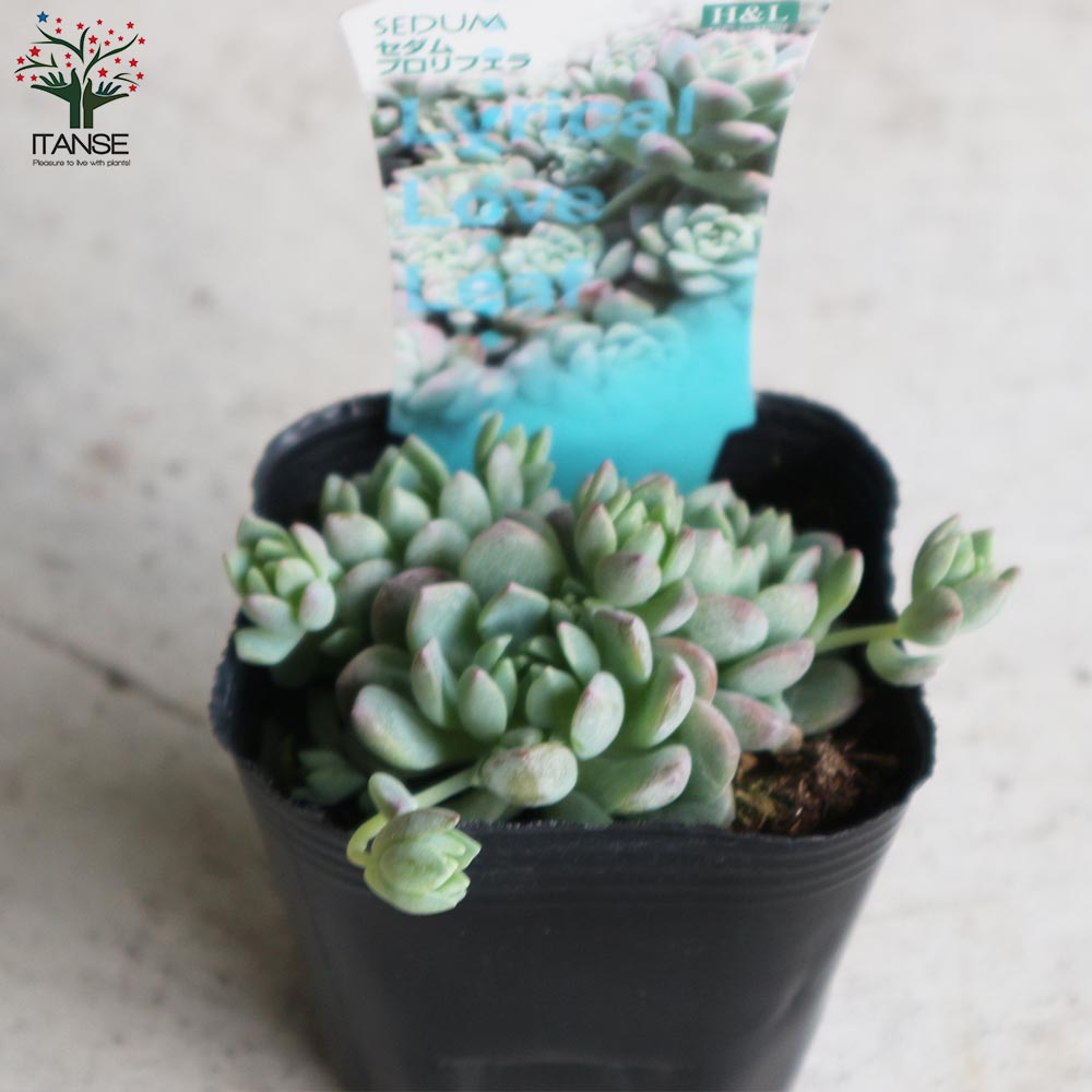 ベネズエラ 100万ボリバル・ソベラノ 紙幣 100枚 未使用