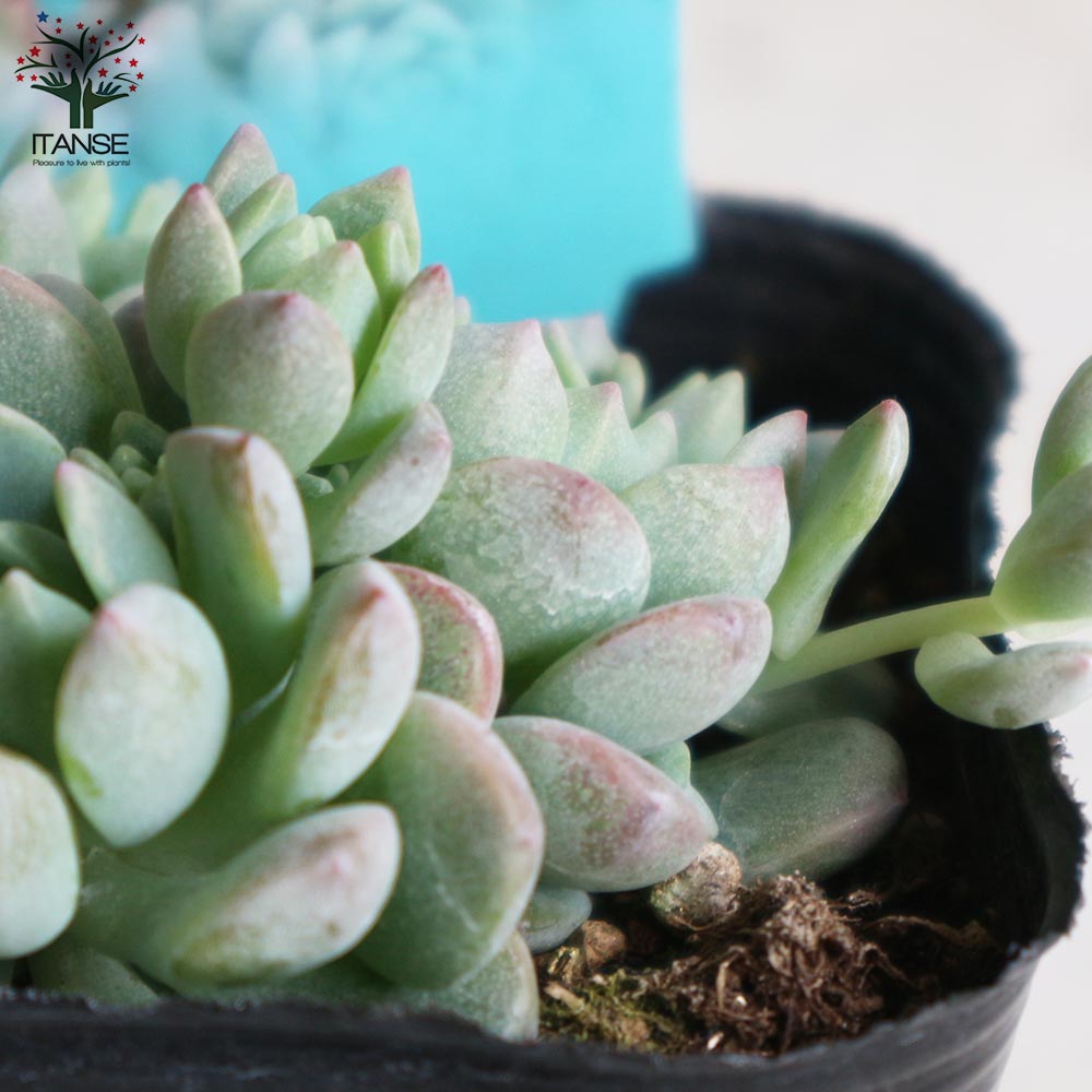 セダム・プロリフェラ【花苗 3号ポット苗 グランドカバー苗】｜ 【植物