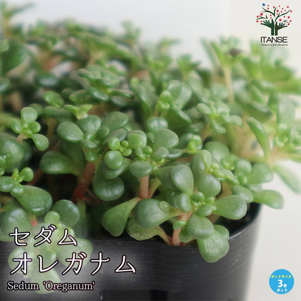 セダム・オレガナム2個～【多肉植物 3号ポット苗】｜ 【植物の