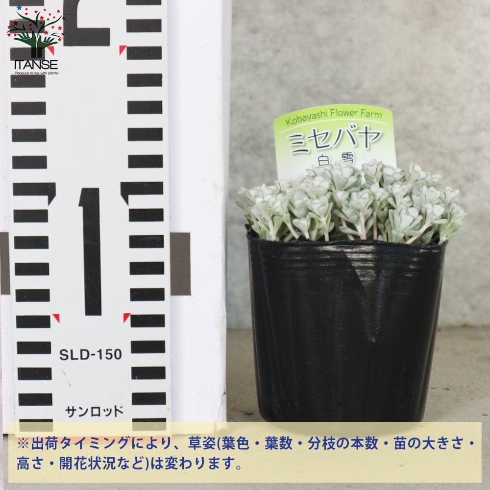 ミセバヤ 白雪(白雪ミセバヤ) 【花苗 2.5～3号ポット グランドカバー苗