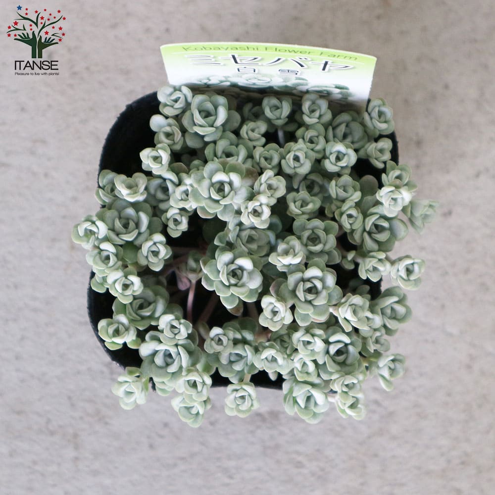 ミセバヤ 白雪(白雪ミセバヤ) 【花苗 2.5～3号ポット グランドカバー苗