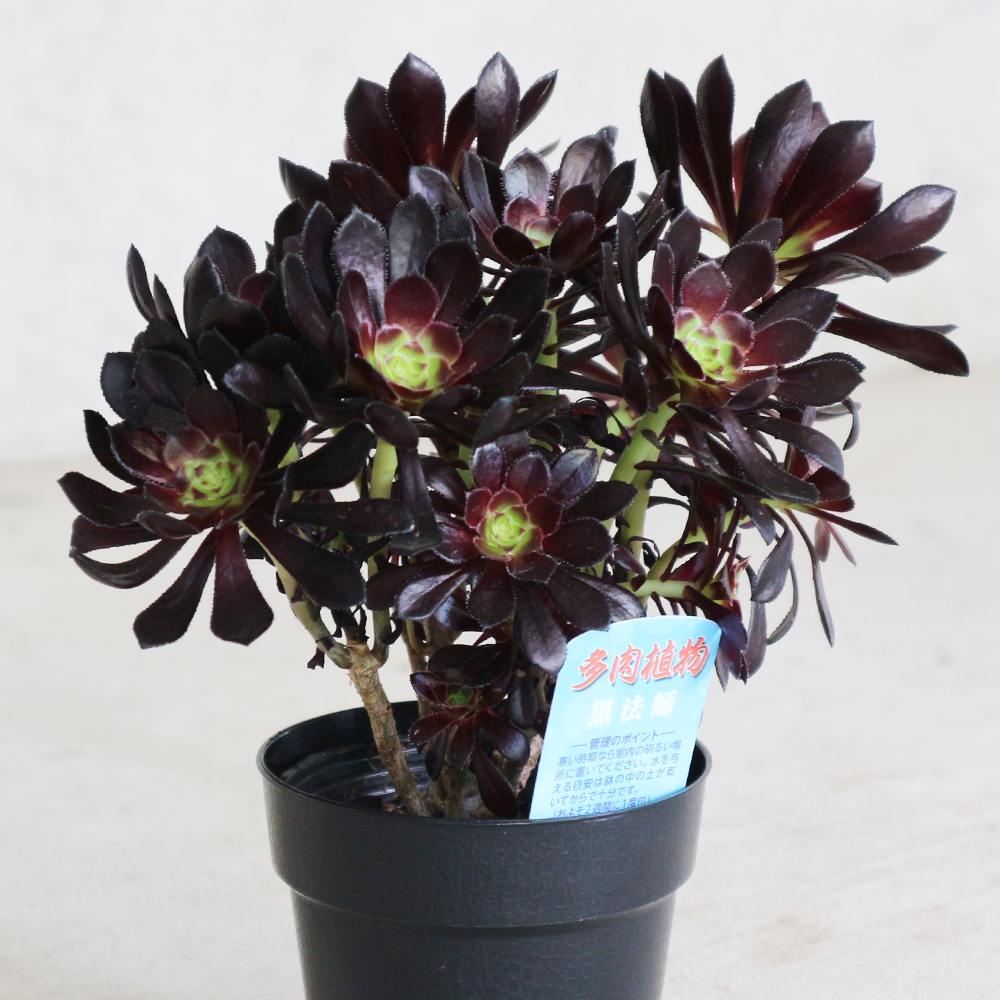 Top【選抜株】多肉植物　22171 ブラック　ビューティー24個　鉢無し/脱土 000000010264_oHhJ34t.jpg