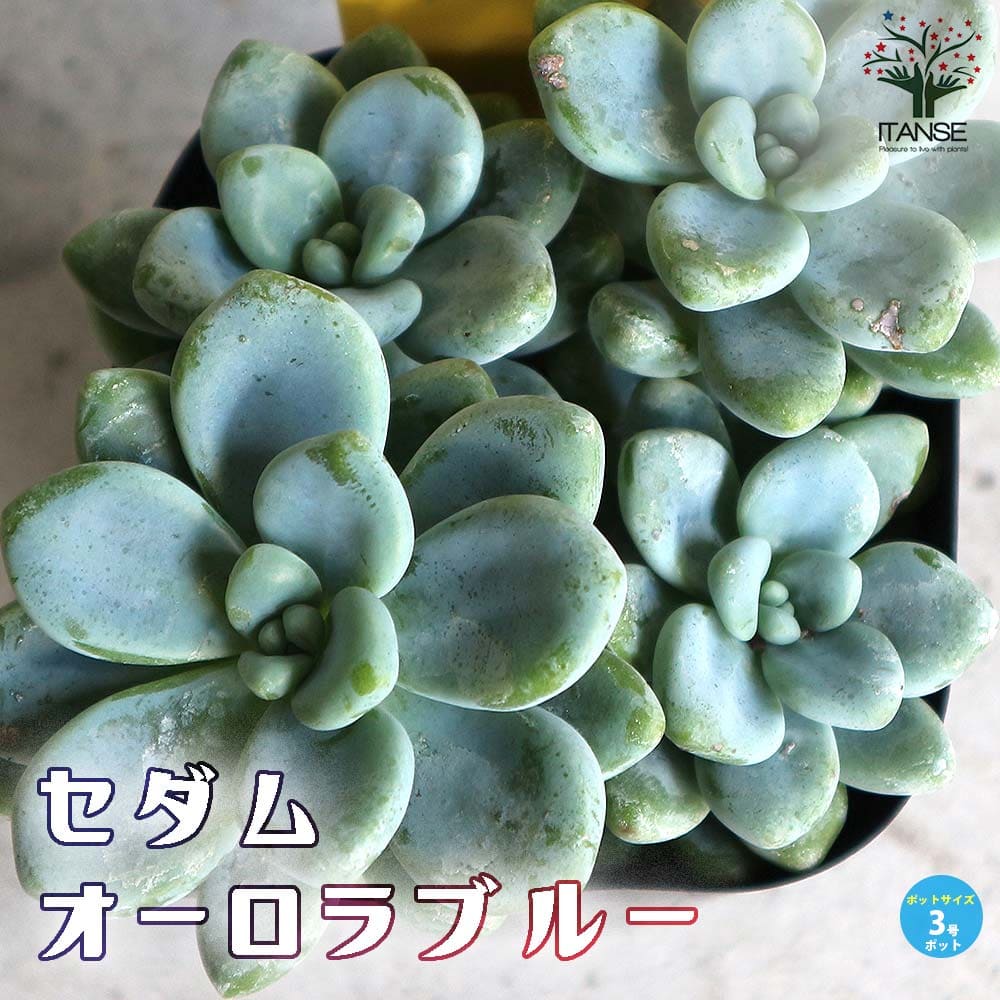 セダム オーロラ ブルー【多肉植物 3号ポット】｜ 【植物の