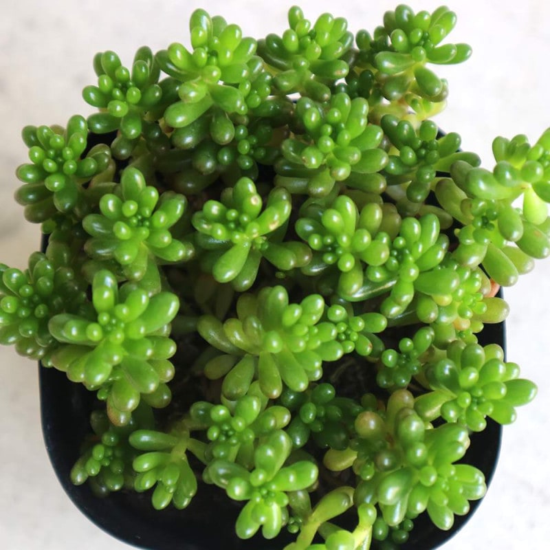 お買い得！　セダム　2号ポット　40個セット 楽天市場】【6個セット】 セダム 品種おまかせ 2.5〜3号ポット 計6