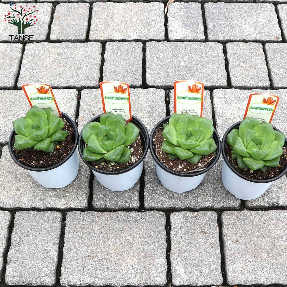 ハオルチア・シンビフォルミス【多肉植物 3.5号ポット】｜ 【植物の