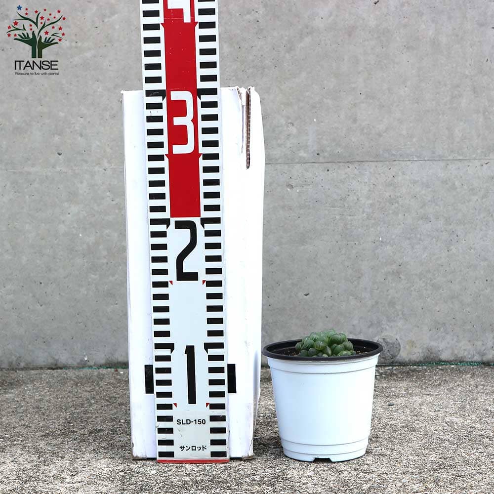 多肉植物　ハオルチア　オブツーサ 多肉植物 ハオルチア ブラック オブツーサ | Mellow Yard