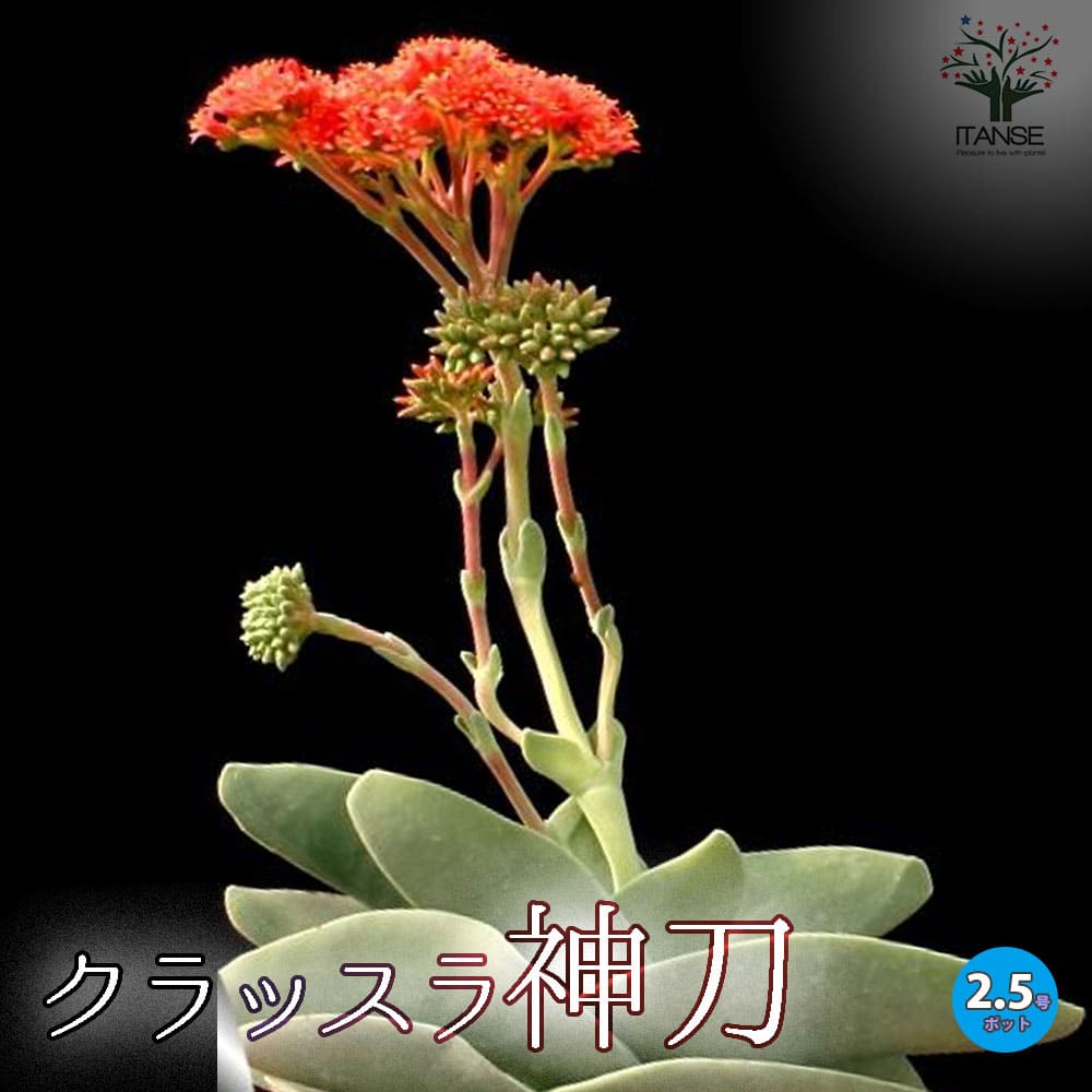 クラッスラ・神刀【多肉植物 2.5号ポット】