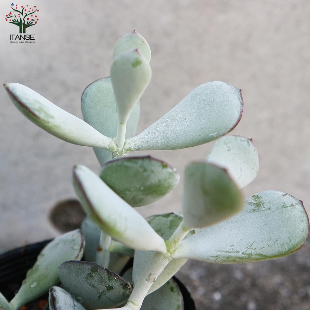 お値下げ！多肉植物  福娘　大苗！ 抜き苗　コチレドン お値下げ！多肉植物 福娘 大苗！ 抜き苗 コチレドン - メルカリ