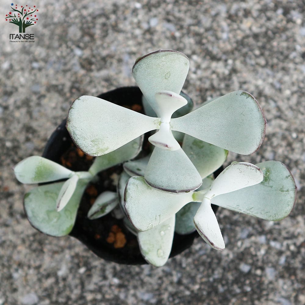 福娘【多肉植物 2.5号ポット】｜ 【植物のITANSE】全品送料無料