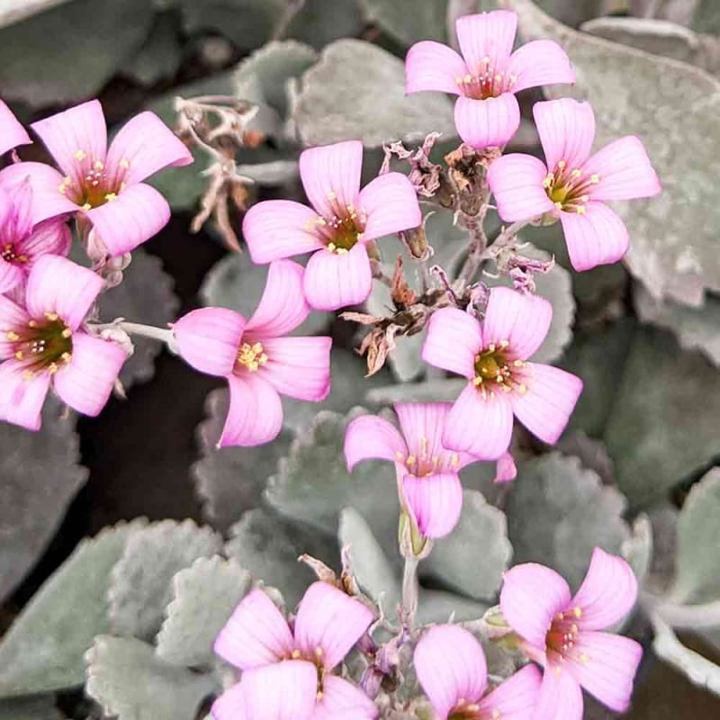 果実2個有19800円に値下げ中❶紅キンコウマンゴー 特選接木苗　半耐寒 果実2に値下げ中➀紅キンコウマンゴー 特選接木苗 半耐寒