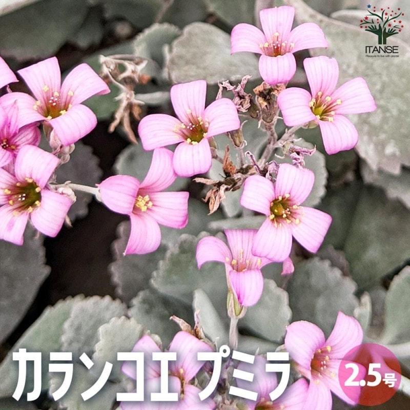 カランコエ・プミラ(白銀の舞)【多肉植物 2.5号ロングポット】