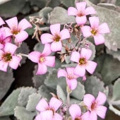カランコエ・プミラ(白銀の舞)【多肉植物 2.5号ロングポット】|観葉植物