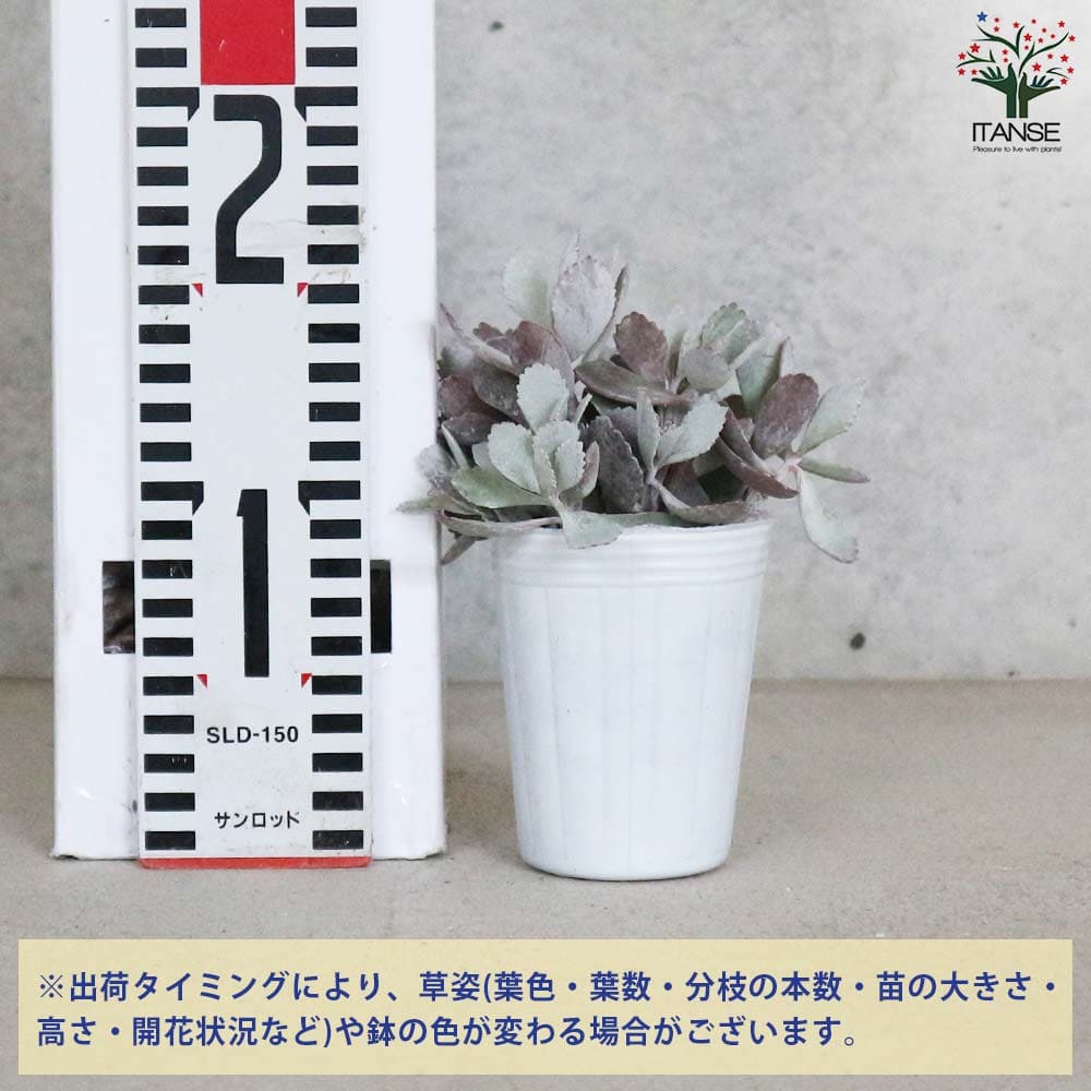 カランコエ・プミラ(白銀の舞)【多肉植物 2.5号ロングポット 