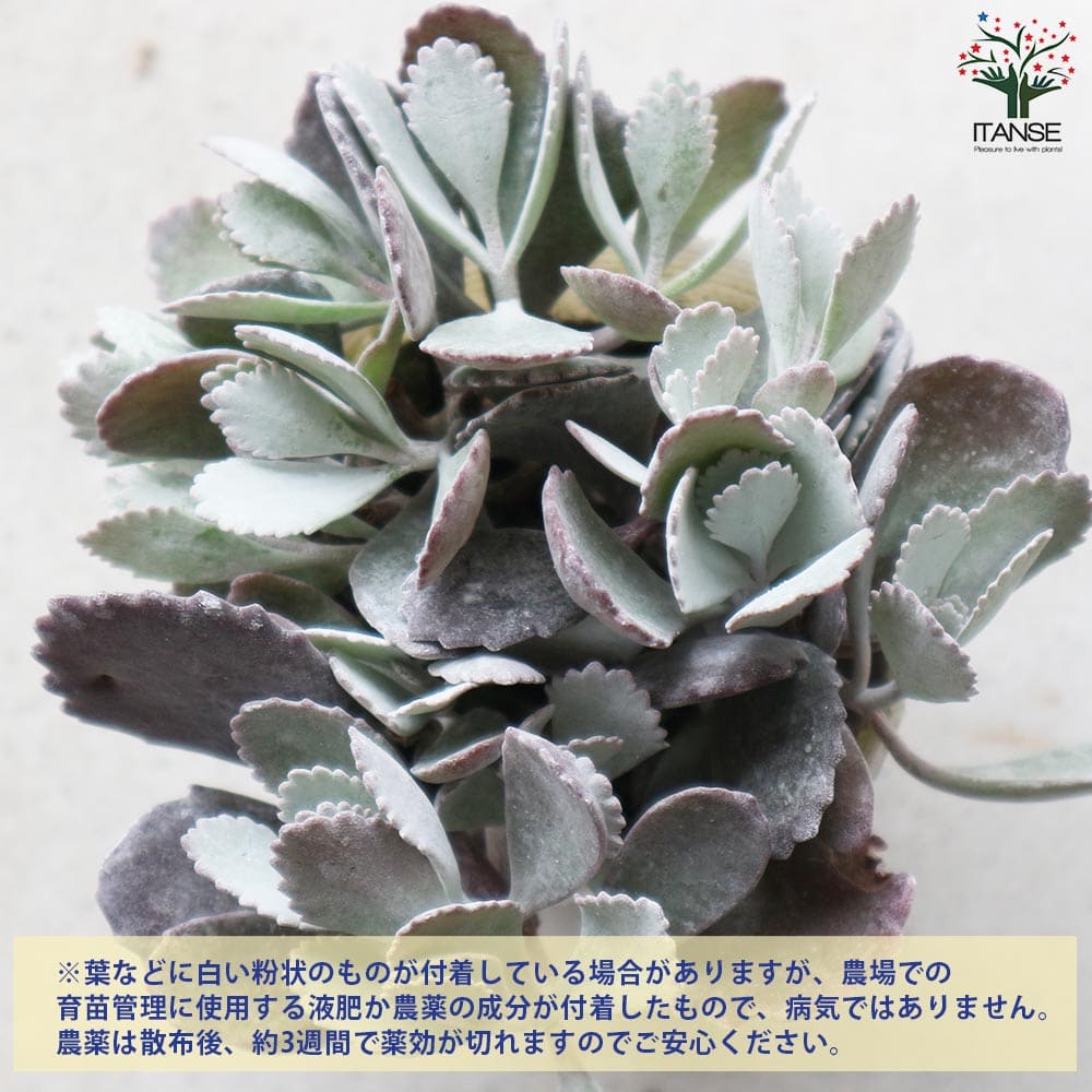 カランコエ・プミラ(白銀の舞)【多肉植物 2.5号ロングポット 