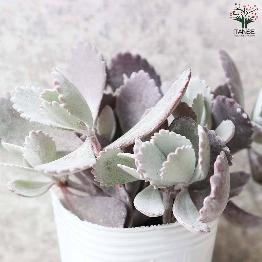 カランコエ・プミラ(白銀の舞)【多肉植物 2.5号ロングポット