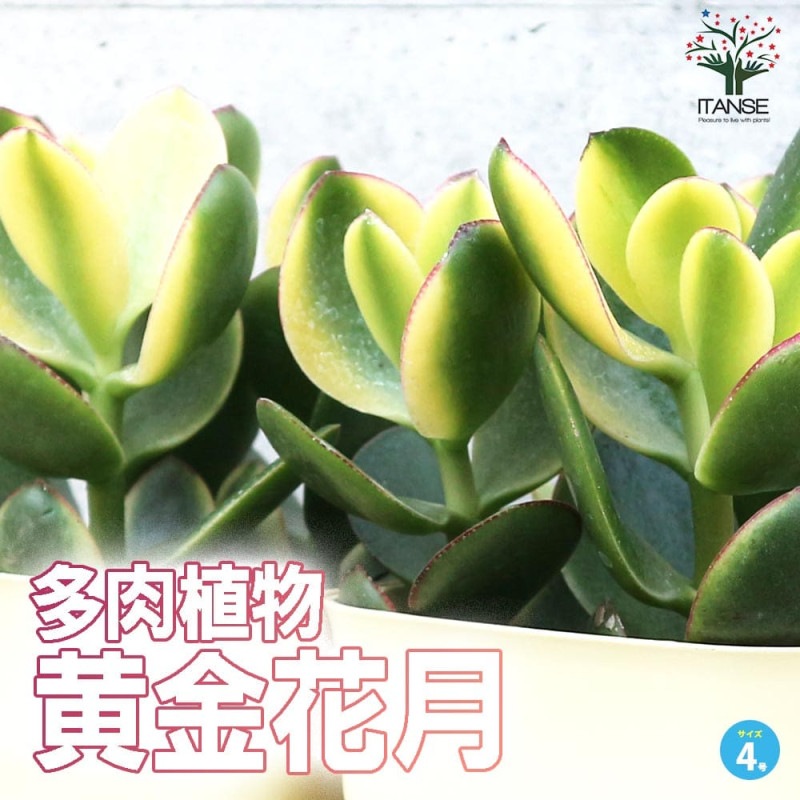 多肉植物 姫黄金花月2個～ 【多肉植物 3号】｜ 【植物のITANSE
