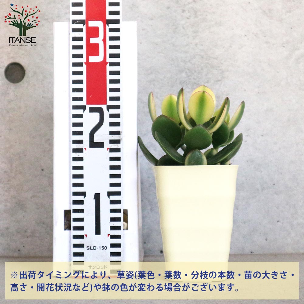 【速達付き】多肉風月苗　リンテンティカ　札付き　鉢付き 速達付き】多肉風月苗 リンテンティカ 札付き 鉢付き - メルカリ