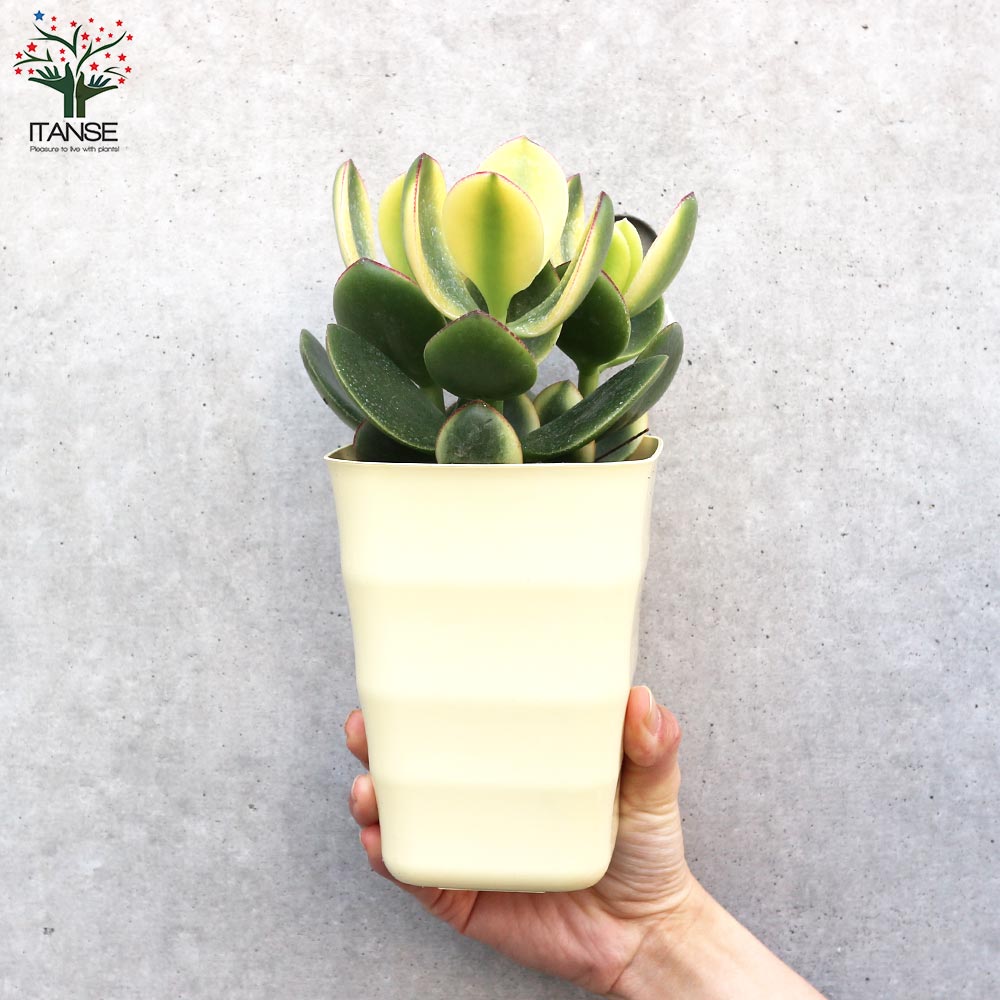 クラッスラ・黄金花月【多肉植物 4号鉢】｜ 【植物のITANSE