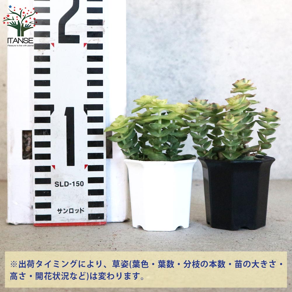 クラッスラ・南十字星(ミナミジュウジセイ) 【多肉植物 2号ポット