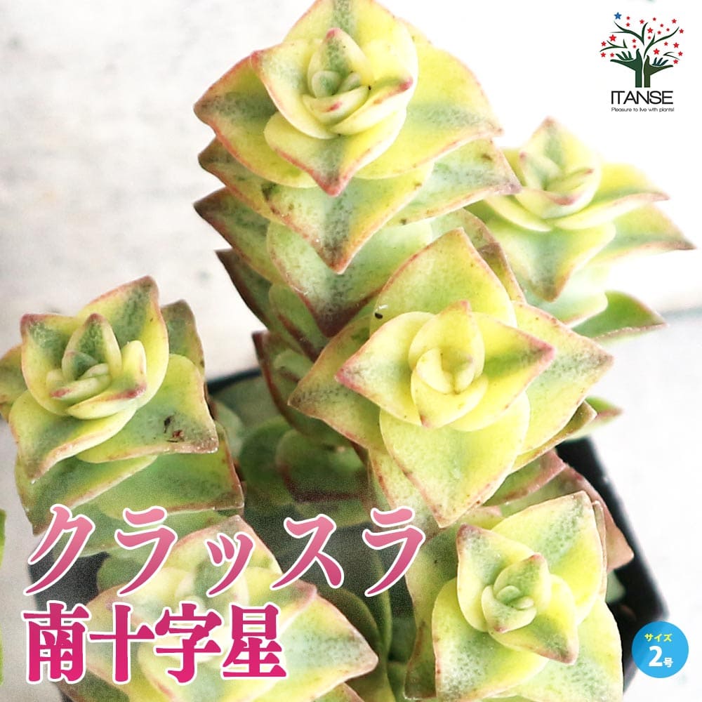 クラッスラ・南十字星(ミナミジュウジセイ) 【多肉植物 2号ポット】