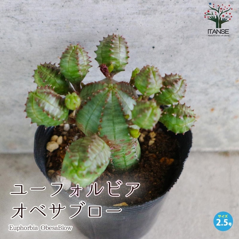 ユーフォルビア｜【植物のITANSE】全品送料無料・即出荷!