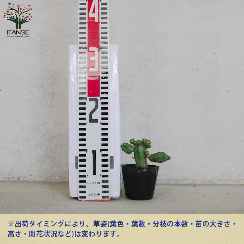ユーフォルビア オベサブロー【多肉植物 2.5号ポット】｜ 【植物