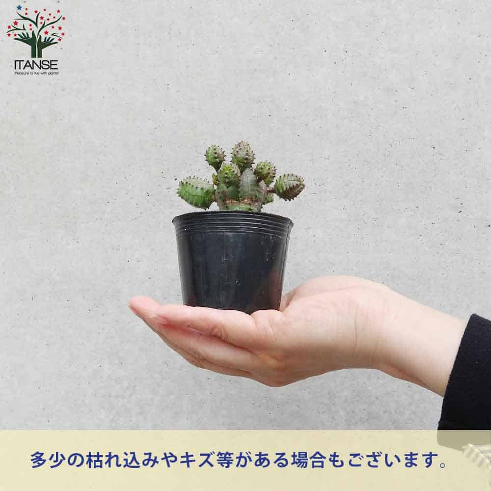 ユーフォルビア オベサブロー【多肉植物 2.5号ポット】｜ 【植物