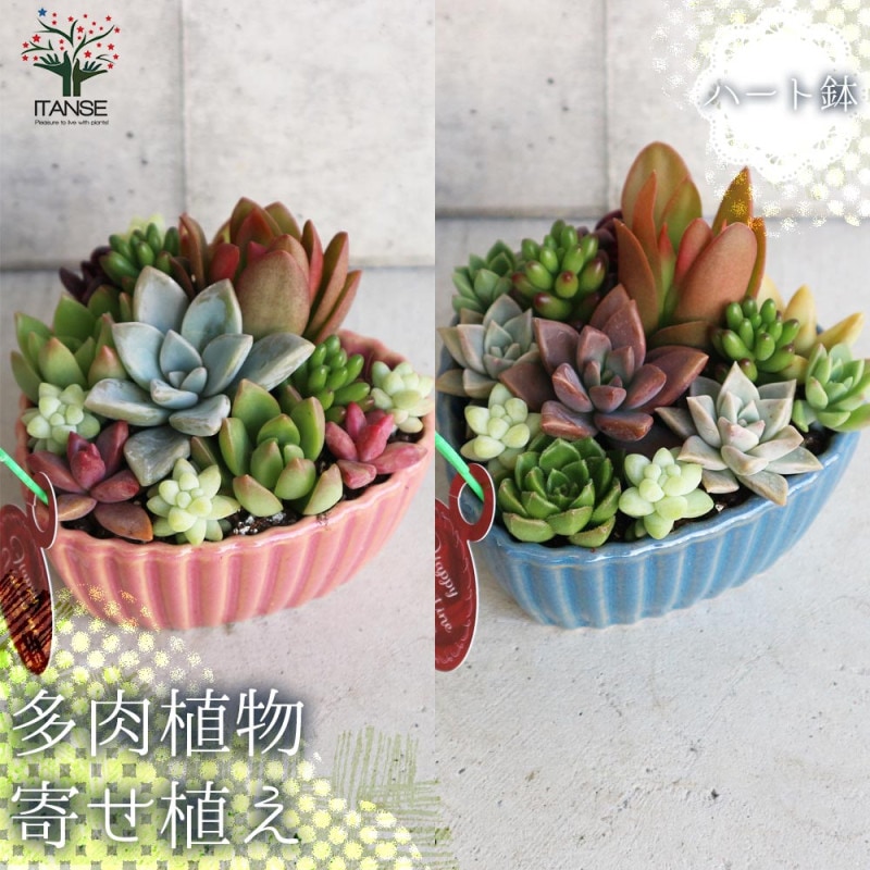 ❤️専用❤️多肉植物の寄せ植え❤️４点❤️ solxsol｜【送料無料 】多肉植物の可愛い寄せ植えをギフトに