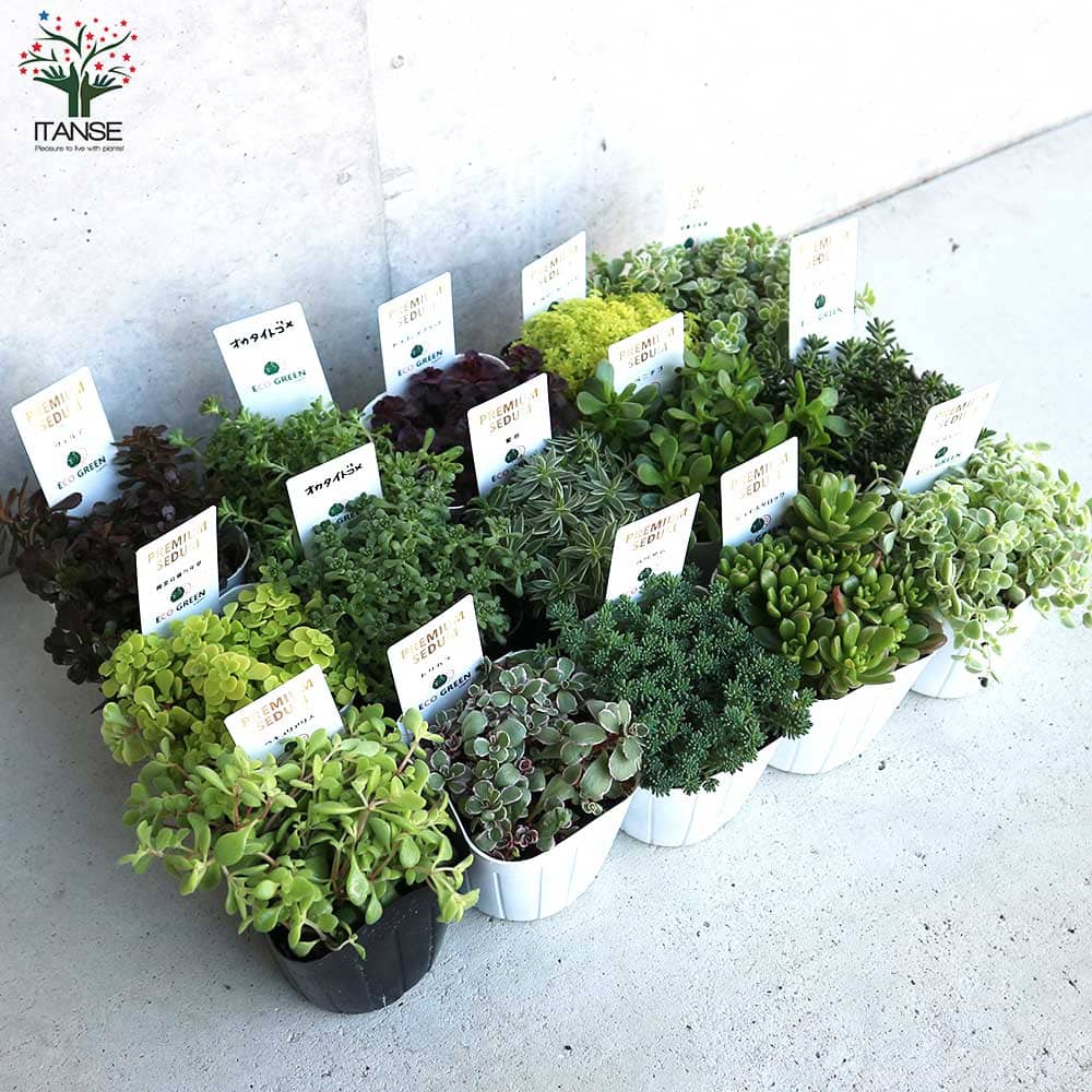 セダム 品種見計い【多肉植物 3号ポット】｜ 【植物のITANSE