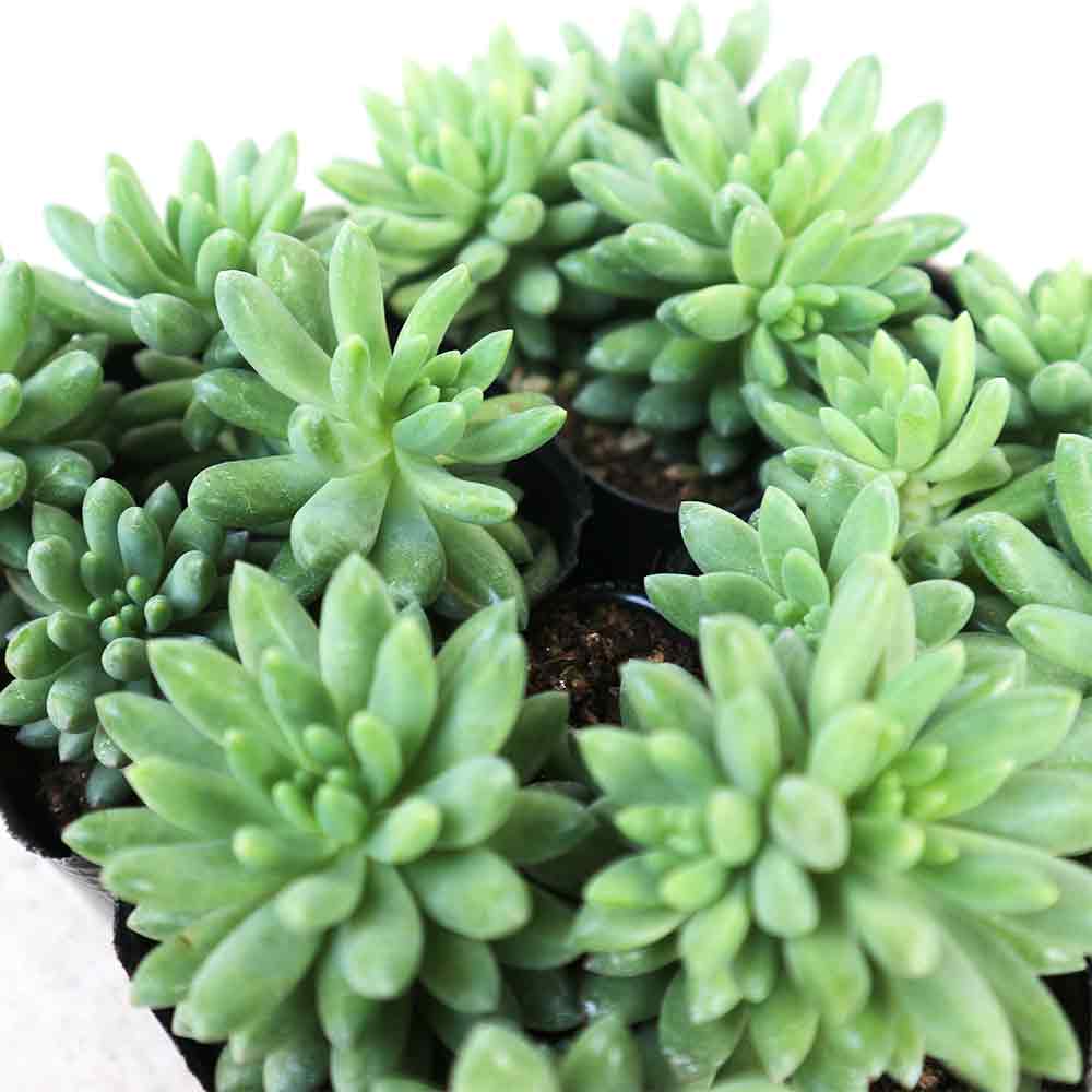 中型 多肉植物 緑とピンク*3 多肉植物のおすすめ人気ランキング