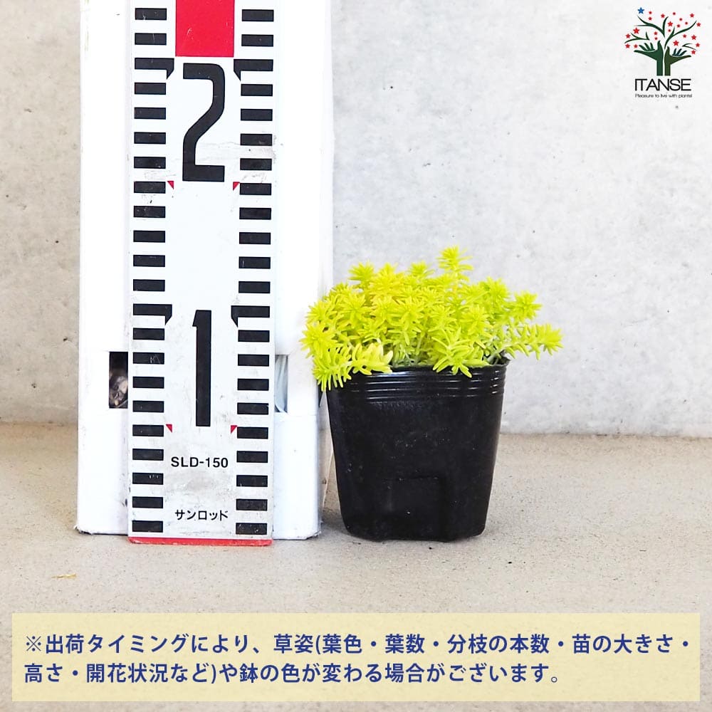 セダム ミモザ【多肉植物 2.5～3号ポット】｜ 【植物のITANSE