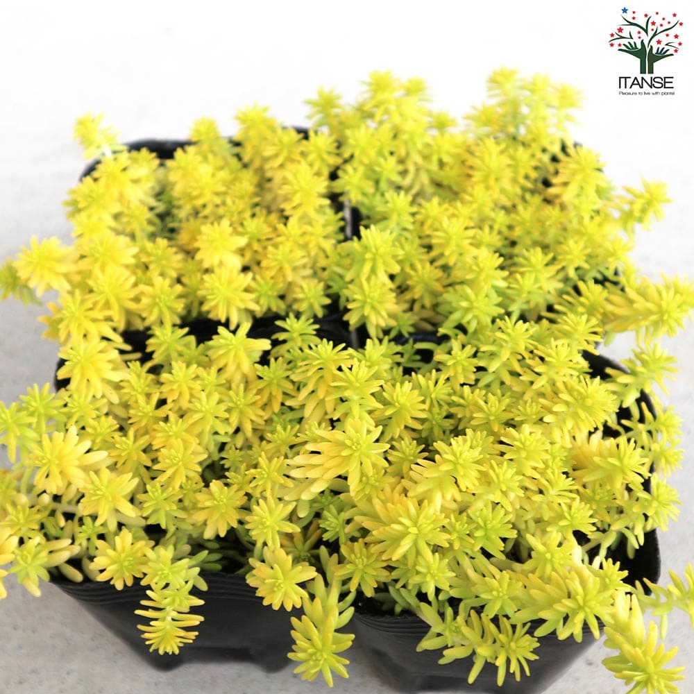 セダム ミモザ【多肉植物 2.5～3号ポット】｜ 【植物のITANSE
