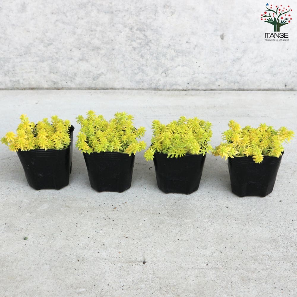 セダム ミモザ【多肉植物 2.5～3号ポット】｜ 【植物のITANSE