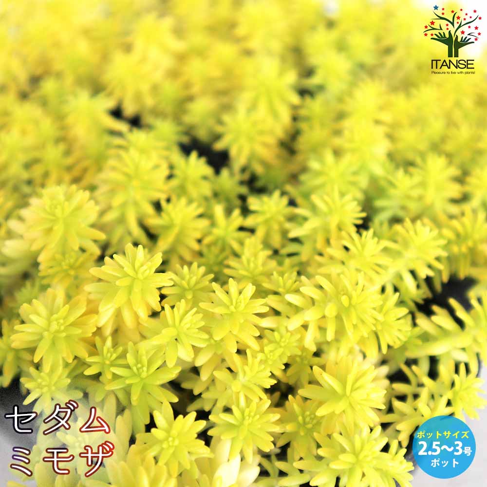 セダム ミモザ【多肉植物 2.5～3号ポット】｜ 【植物のITANSE