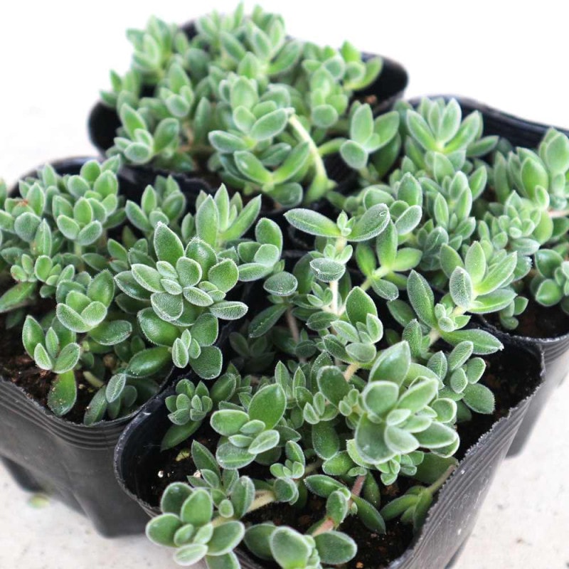 セダム・ルベンス リザード グランドカバー苗【多肉植物 3号