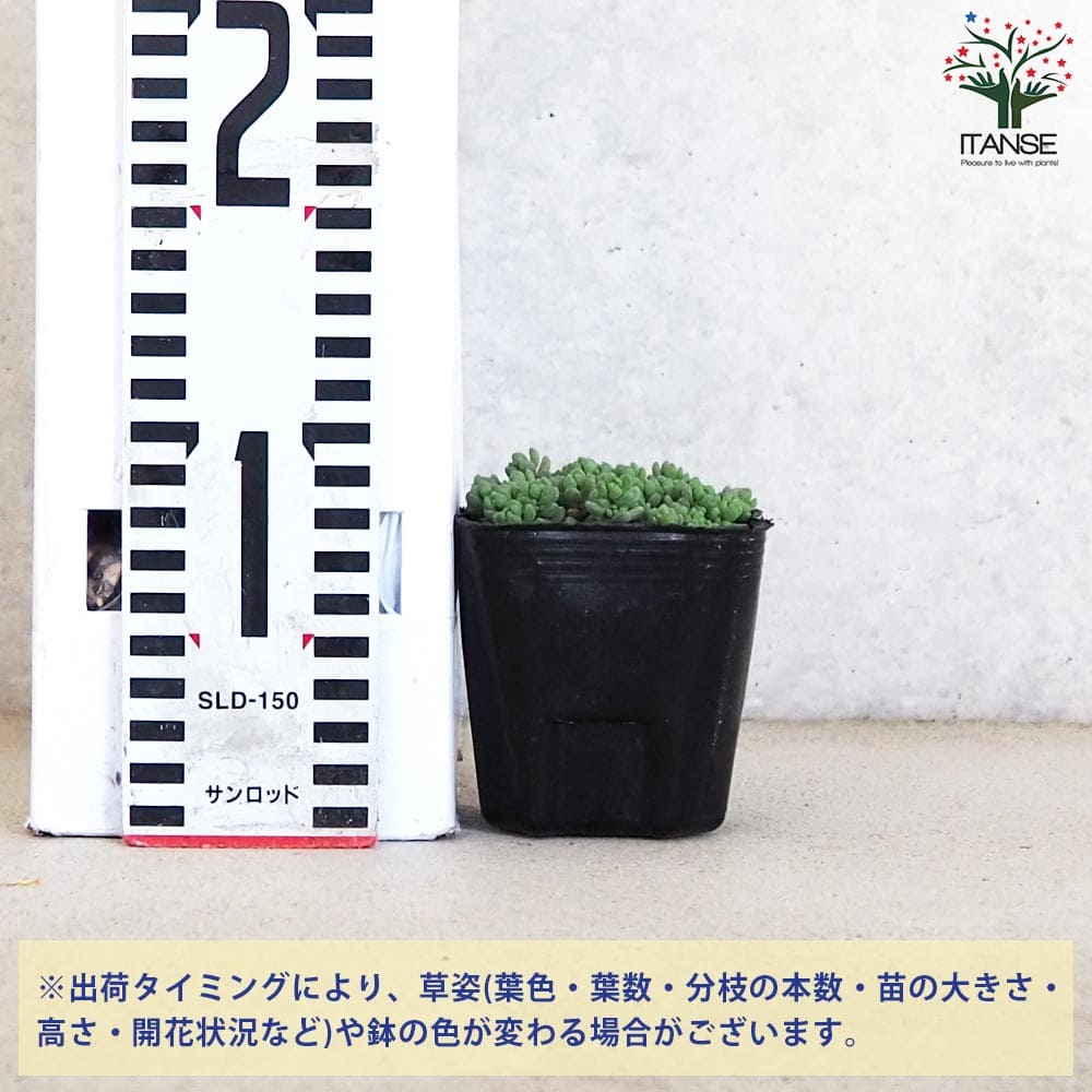 クラッスラ レモータ【多肉植物 3号ポット】｜ 【植物のITANSE