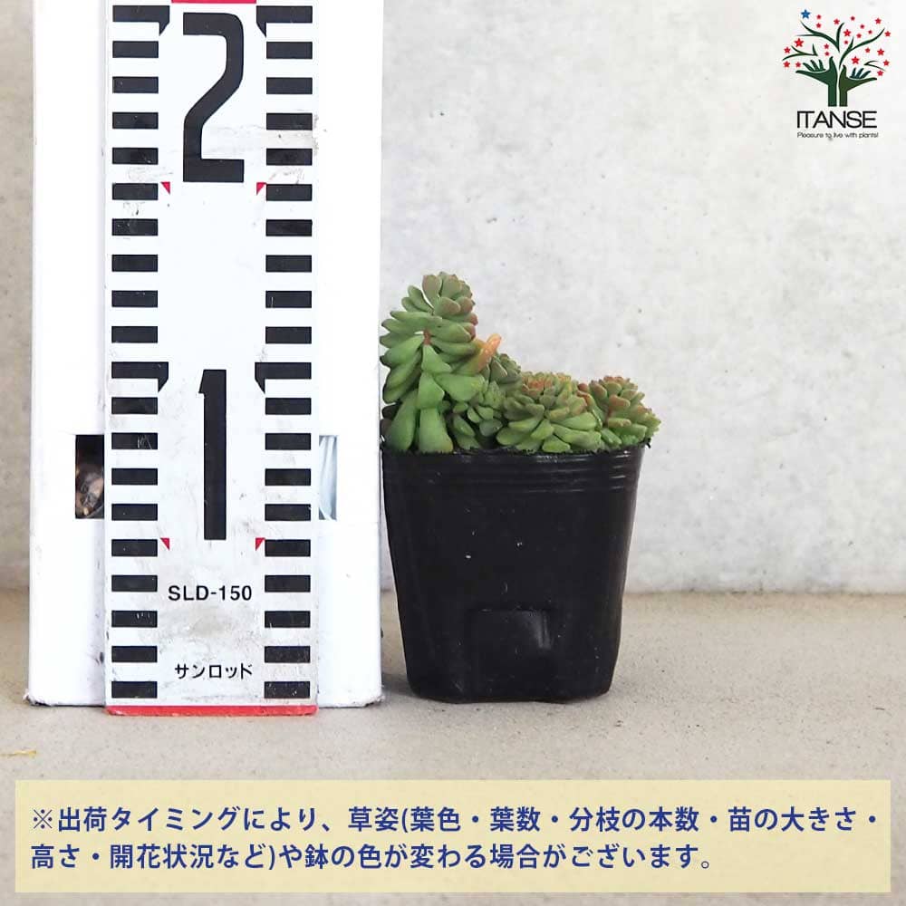 セダム スプリングワンダー【多肉植物 2.5～3号ポット】｜ 【植物の
