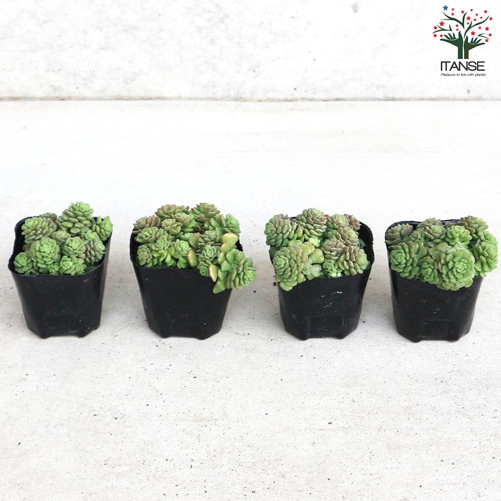 セダム スプリングワンダー【多肉植物 2.5～3号ポット】｜ 【植物の