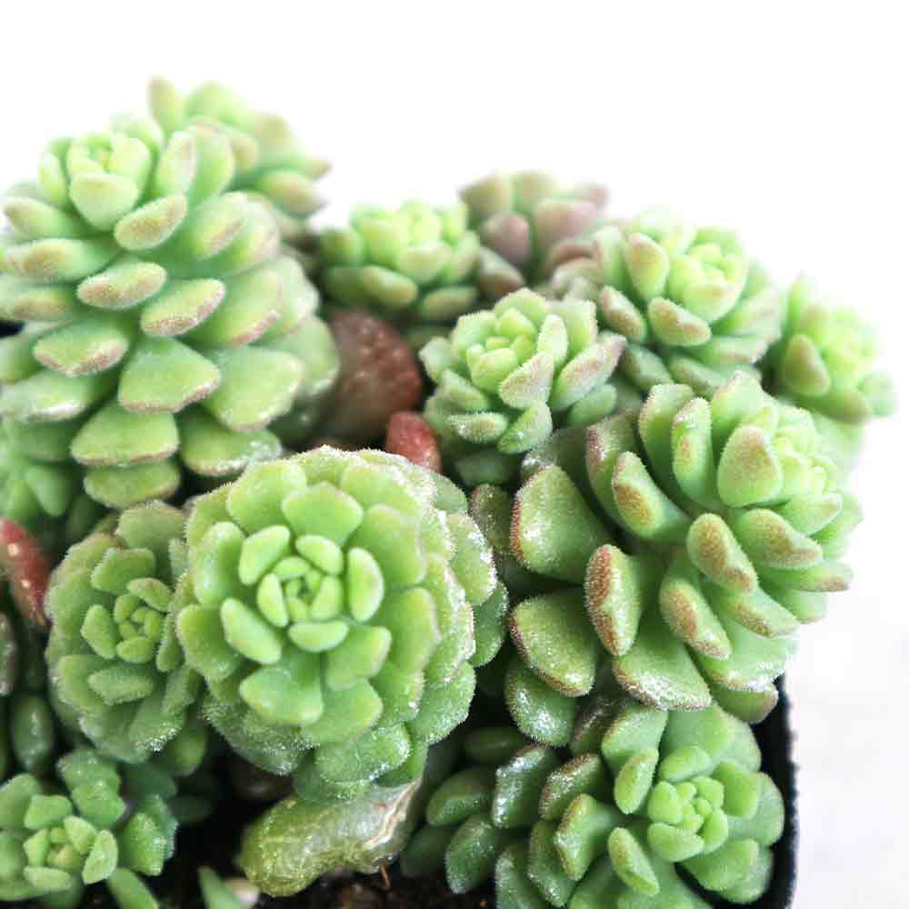 多肉植物♡セダム♡スプリングワンダーカット苗 000000010287_h7Y0DY0.jpg