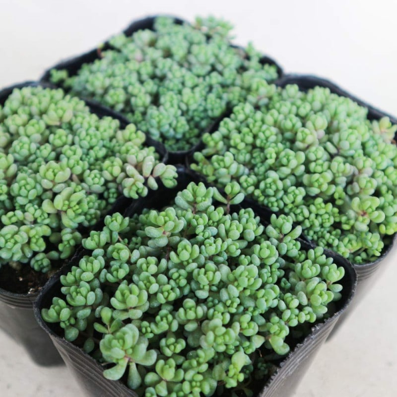 セダム・斑入りパリダム2個～【多肉植物 3号ポット苗 グランドカバー