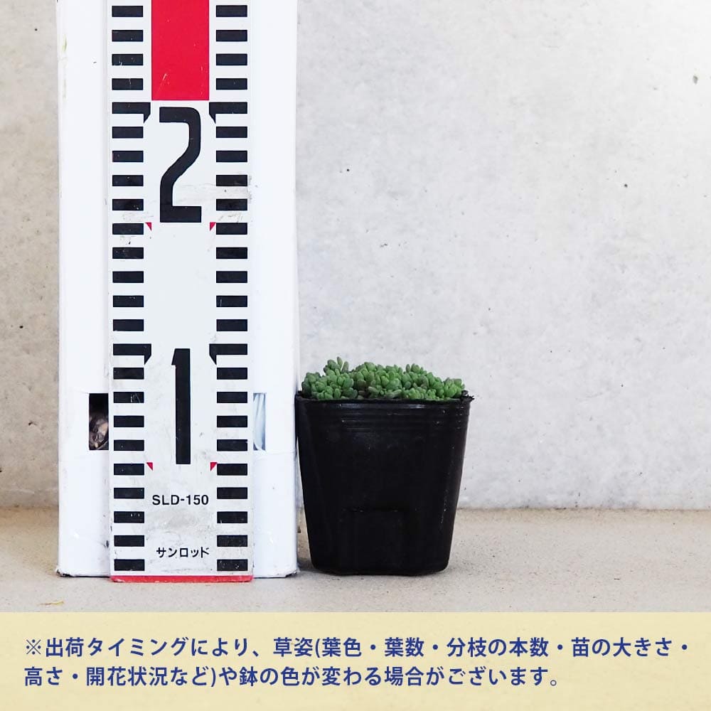 多肉植物　ダシフィルム　抜き苗　セダム セダム ダシフィルムリファレンス【多肉植物 3号ポット】｜ 【植物の