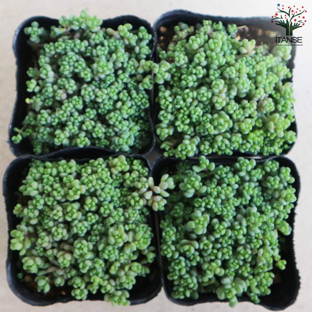 セダム ダシフィルムリファレンス【多肉植物 3号ポット】｜ 【植物の