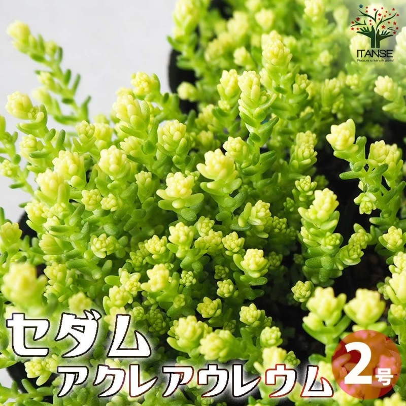 レモンの苗木 ピンクレモネード【果樹の苗木 8号ポット大苗 3