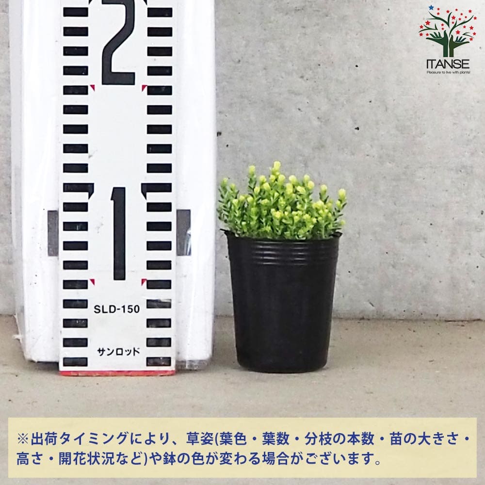 セダム アクレアウレウム【多肉植物 2号】｜ 【植物のITANSE