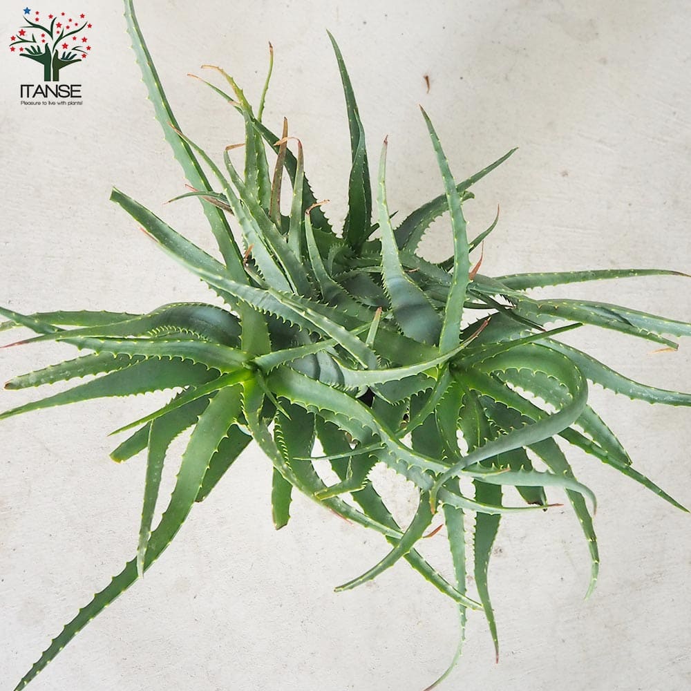 木立アロエ【多肉植物 7号鉢大苗】｜ 【植物のITANSE】全品送料