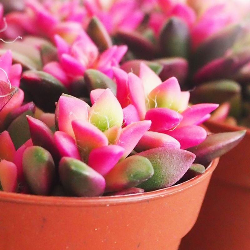 アガベ パラサナ 【多肉植物 2.5号鉢／1個売り】｜ 【植物の