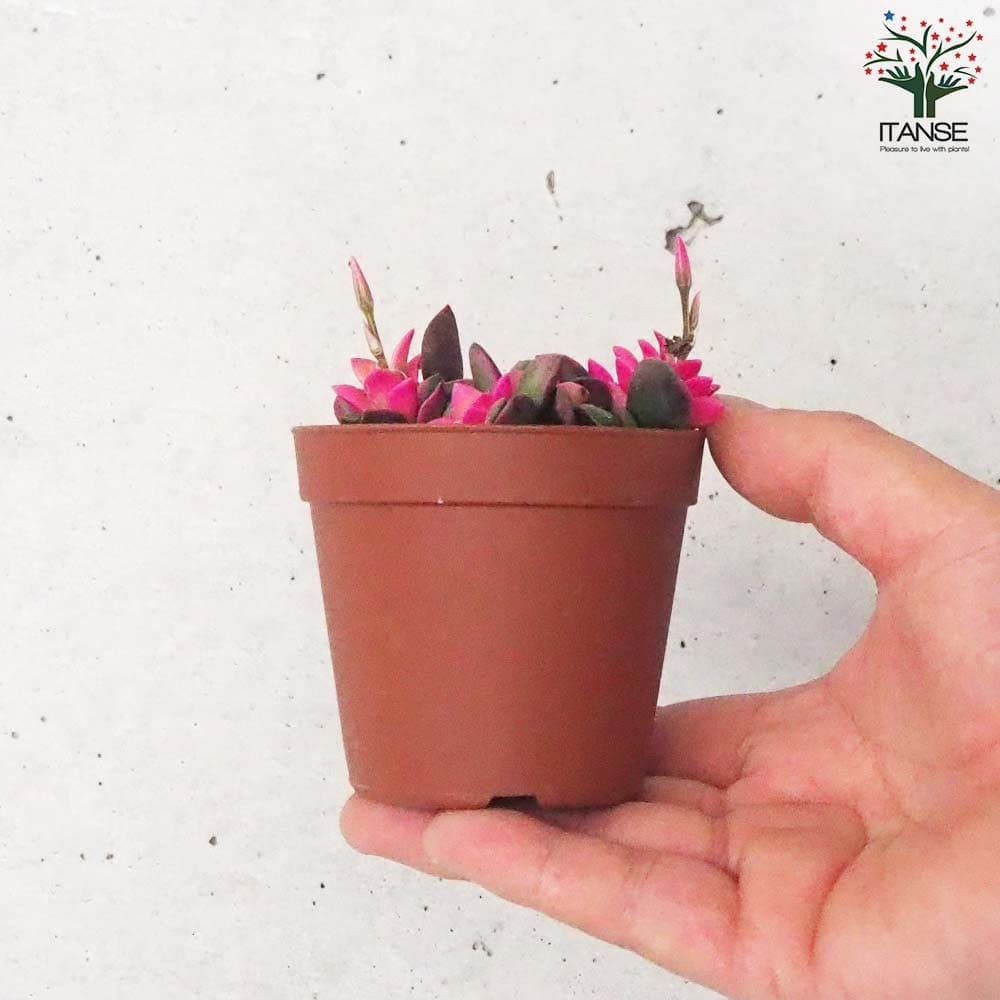 多肉植物 桜吹雪【多肉植物 2.5～3号】｜ 【植物のITANSE】全品